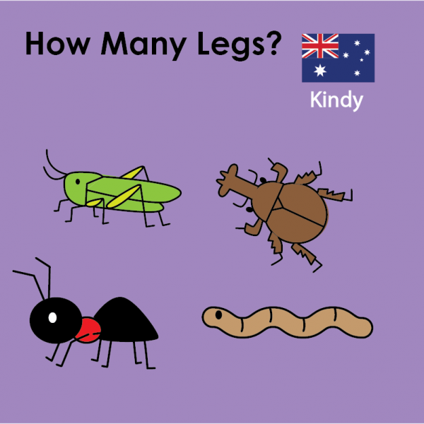 English – Kinder - Insects-How many legs?